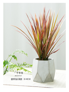 宁波北仑盆景租赁公司